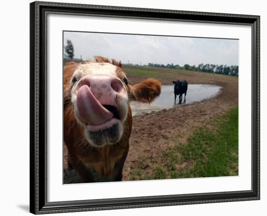 Two Steers Try to Keep Cool in a Small Area of Water on a Family Farm-null-Framed Photographic Print