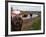 Two Steers Try to Keep Cool in a Small Area of Water on a Family Farm-null-Framed Photographic Print