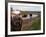 Two Steers Try to Keep Cool in a Small Area of Water on a Family Farm-null-Framed Photographic Print