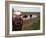 Two Steers Try to Keep Cool in a Small Area of Water on a Family Farm-null-Framed Photographic Print