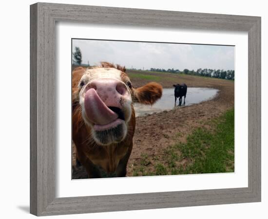 Two Steers Try to Keep Cool in a Small Area of Water on a Family Farm-null-Framed Photographic Print