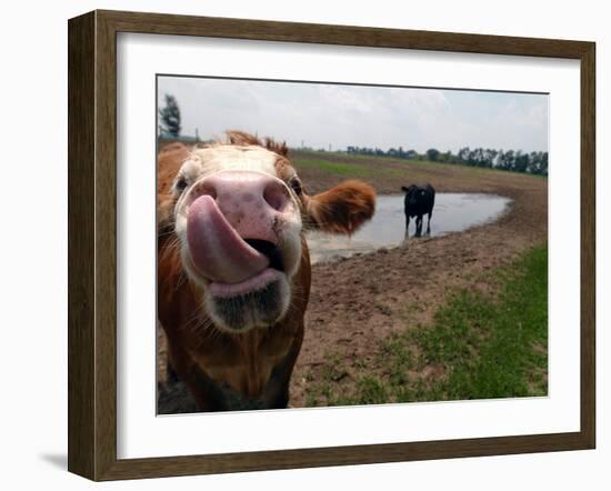 Two Steers Try to Keep Cool in a Small Area of Water on a Family Farm-null-Framed Photographic Print