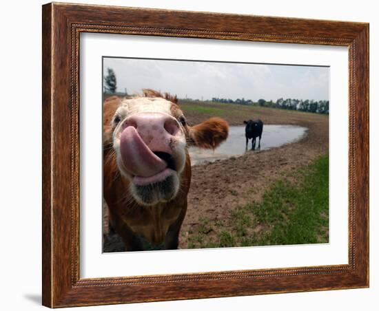 Two Steers Try to Keep Cool in a Small Area of Water on a Family Farm-null-Framed Photographic Print