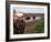 Two Steers Try to Keep Cool in a Small Area of Water on a Family Farm-null-Framed Photographic Print