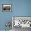 Two Steers Try to Keep Cool in a Small Area of Water on a Family Farm-null-Framed Photographic Print displayed on a wall