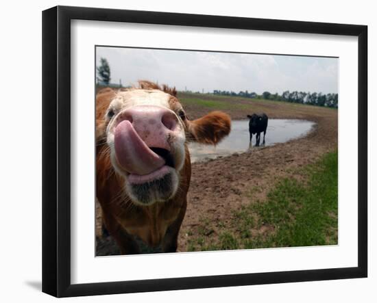 Two Steers Try to Keep Cool in a Small Area of Water on a Family Farm-null-Framed Photographic Print