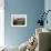 Two Steers Try to Keep Cool in a Small Area of Water on a Family Farm-null-Framed Photographic Print displayed on a wall