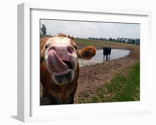 Two Steers Try to Keep Cool in a Small Area of Water on a Family Farm-null-Framed Photographic Print