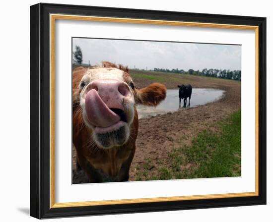 Two Steers Try to Keep Cool in a Small Area of Water on a Family Farm-null-Framed Photographic Print