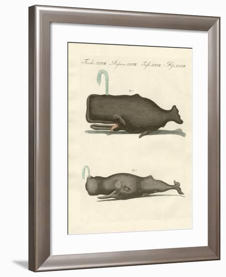 Two Strange Kinds of Whales-null-Framed Giclee Print