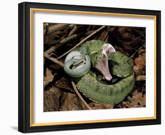 Two Striped Forest Pit Viper Snake with Young, Fangs Open, Amazon Rainforest, Ecuador-Pete Oxford-Framed Photographic Print