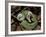 Two Striped Forest Pit Viper Snake with Young, Fangs Open, Amazon Rainforest, Ecuador-Pete Oxford-Framed Photographic Print