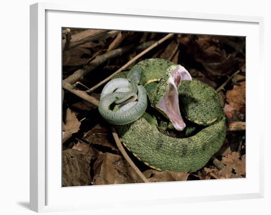 Two Striped Forest Pit Viper Snake with Young, Fangs Open, Amazon Rainforest, Ecuador-Pete Oxford-Framed Photographic Print