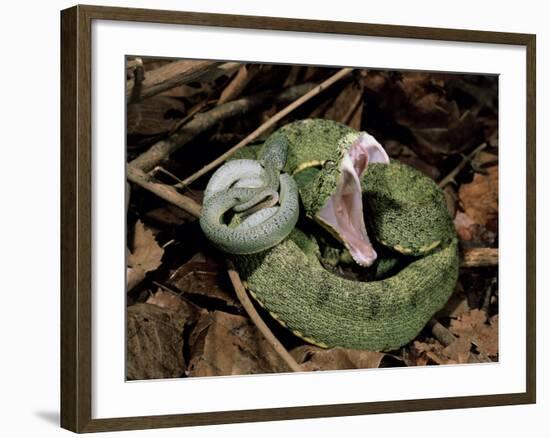 Two Striped Forest Pit Viper Snake with Young, Fangs Open, Amazon Rainforest, Ecuador-Pete Oxford-Framed Photographic Print