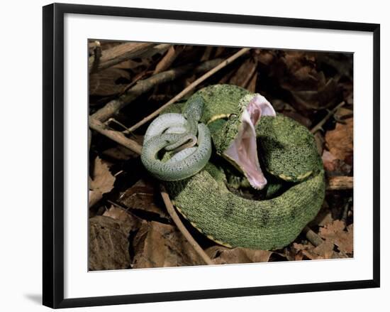 Two Striped Forest Pit Viper Snake with Young, Fangs Open, Amazon Rainforest, Ecuador-Pete Oxford-Framed Photographic Print