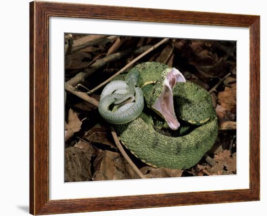 Two Striped Forest Pit Viper Snake with Young, Fangs Open, Amazon Rainforest, Ecuador-Pete Oxford-Framed Photographic Print