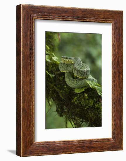 Two-Striped Forest Pitviper (Bothriopsis Bilineata Smaragdina) Amazon, Ecuador-Pete Oxford-Framed Photographic Print