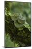 Two-Striped Forest Pitviper (Bothriopsis Bilineata Smaragdina) Amazon, Ecuador-Pete Oxford-Mounted Photographic Print