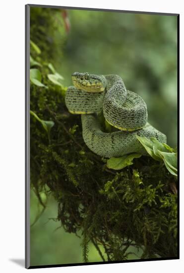 Two-Striped Forest Pitviper (Bothriopsis Bilineata Smaragdina) Amazon, Ecuador-Pete Oxford-Mounted Photographic Print