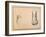 Two Studies of a Foot in Foreshortening-Agostino Carracci-Framed Giclee Print