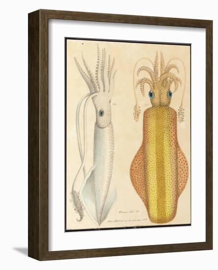 Two Studies of Cuttlefish, 1881 (Graphite and Watercolour)-Aloys Zotl-Framed Giclee Print