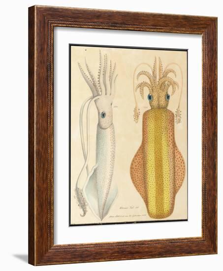 Two Studies of Cuttlefish, 1881 (Graphite and Watercolour)-Aloys Zotl-Framed Giclee Print