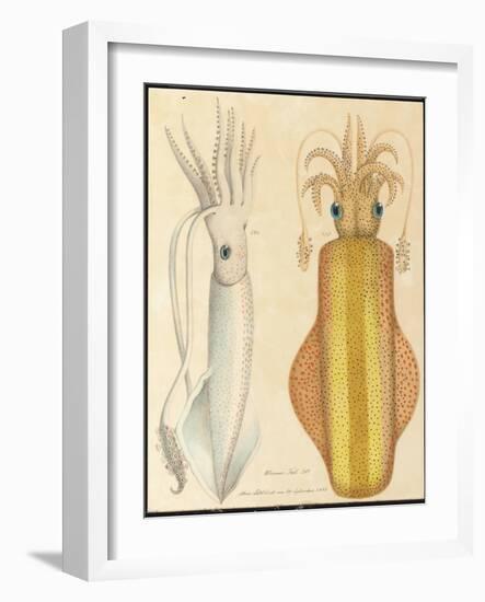 Two Studies of Cuttlefish, 1881 (Graphite and Watercolour)-Aloys Zotl-Framed Giclee Print