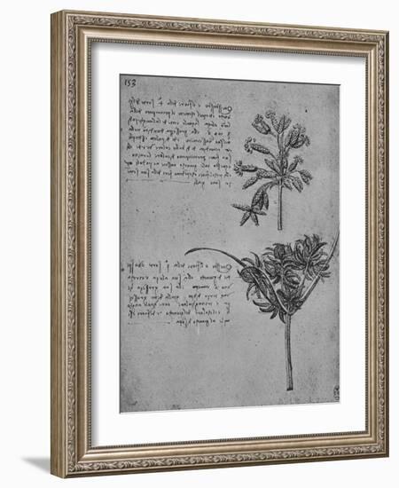 'Two Studies of Rushes in Seed, c1480 (1945)-Leonardo Da Vinci-Framed Giclee Print
