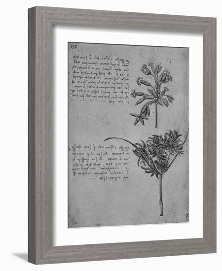 'Two Studies of Rushes in Seed, c1480 (1945)-Leonardo Da Vinci-Framed Giclee Print