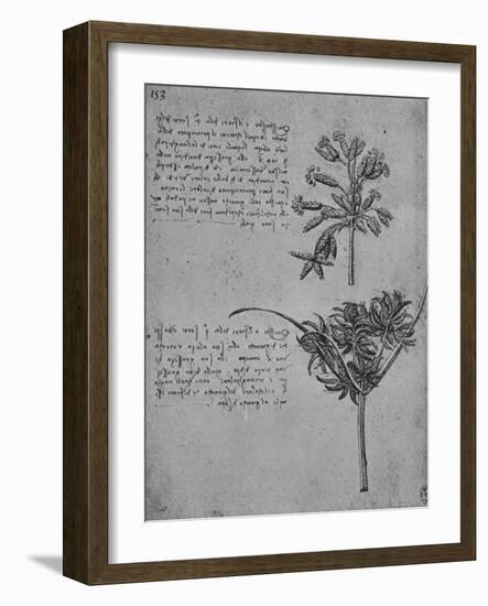 'Two Studies of Rushes in Seed, c1480 (1945)-Leonardo Da Vinci-Framed Giclee Print