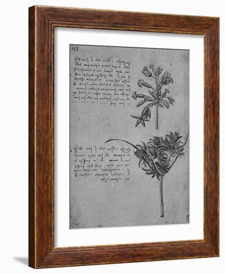 'Two Studies of Rushes in Seed, c1480 (1945)-Leonardo Da Vinci-Framed Giclee Print