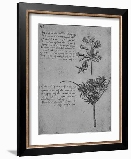 'Two Studies of Rushes in Seed, c1480 (1945)-Leonardo Da Vinci-Framed Giclee Print