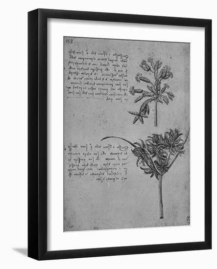 'Two Studies of Rushes in Seed, c1480 (1945)-Leonardo Da Vinci-Framed Giclee Print