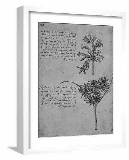 'Two Studies of Rushes in Seed, c1480 (1945)-Leonardo Da Vinci-Framed Giclee Print