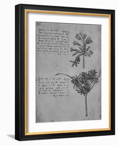 'Two Studies of Rushes in Seed, c1480 (1945)-Leonardo Da Vinci-Framed Giclee Print