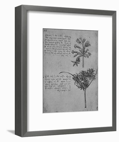 'Two Studies of Rushes in Seed, c1480 (1945)-Leonardo Da Vinci-Framed Giclee Print