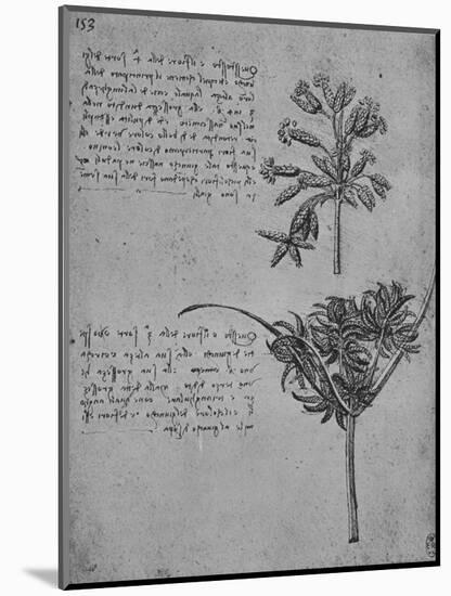 'Two Studies of Rushes in Seed, c1480 (1945)-Leonardo Da Vinci-Mounted Giclee Print