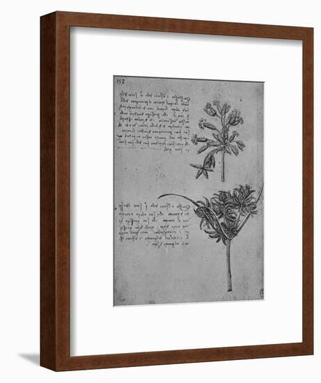 'Two Studies of Rushes in Seed, c1480 (1945)-Leonardo Da Vinci-Framed Giclee Print