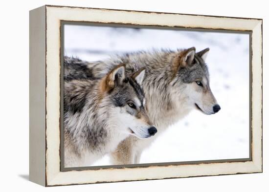 Two Sub Adult North American Timber Wolves (Canis Lupus) in Snow, Austria, Europe-Louise Murray-Framed Premier Image Canvas