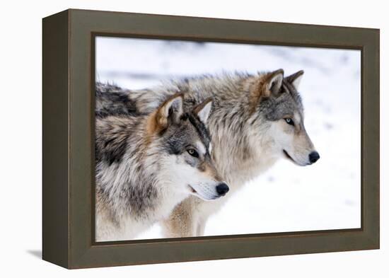 Two Sub Adult North American Timber Wolves (Canis Lupus) in Snow, Austria, Europe-Louise Murray-Framed Premier Image Canvas