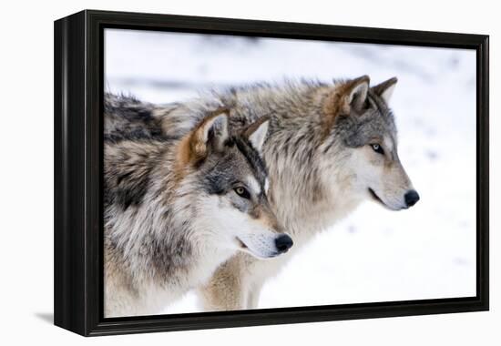 Two Sub Adult North American Timber Wolves (Canis Lupus) in Snow, Austria, Europe-Louise Murray-Framed Premier Image Canvas