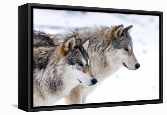 Two Sub Adult North American Timber Wolves (Canis Lupus) in Snow, Austria, Europe-Louise Murray-Framed Premier Image Canvas