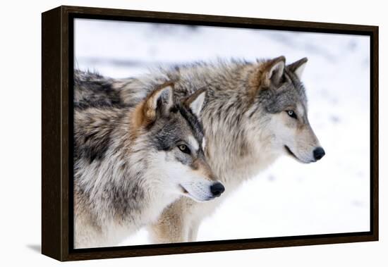 Two Sub Adult North American Timber Wolves (Canis Lupus) in Snow, Austria, Europe-Louise Murray-Framed Premier Image Canvas