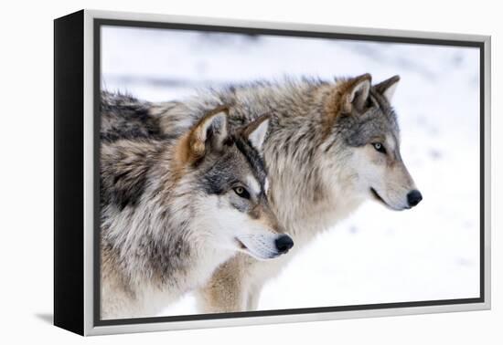 Two Sub Adult North American Timber Wolves (Canis Lupus) in Snow, Austria, Europe-Louise Murray-Framed Premier Image Canvas