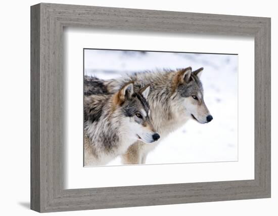 Two Sub Adult North American Timber Wolves (Canis Lupus) in Snow, Austria, Europe-Louise Murray-Framed Photographic Print