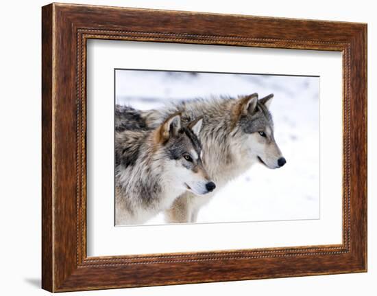 Two Sub Adult North American Timber Wolves (Canis Lupus) in Snow, Austria, Europe-Louise Murray-Framed Photographic Print