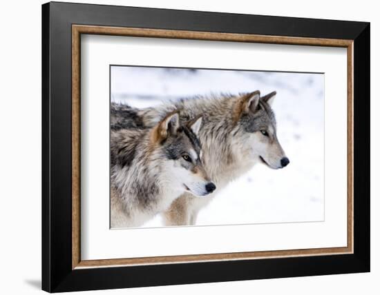 Two Sub Adult North American Timber Wolves (Canis Lupus) in Snow, Austria, Europe-Louise Murray-Framed Photographic Print