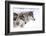 Two Sub Adult North American Timber Wolves (Canis Lupus) in Snow, Austria, Europe-Louise Murray-Framed Photographic Print