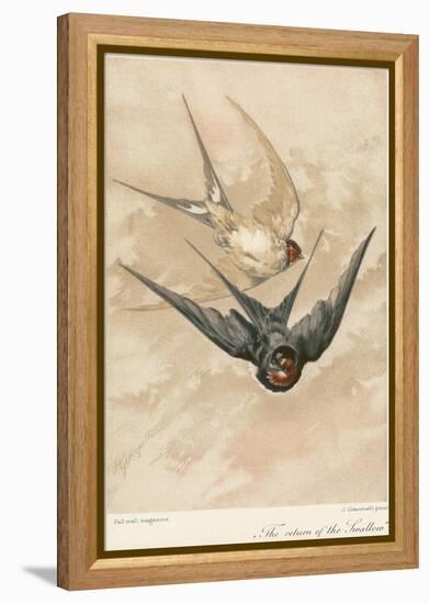 Two Swallows-J Giacomelli-Framed Premier Image Canvas