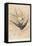 Two Swallows-J Giacomelli-Framed Premier Image Canvas